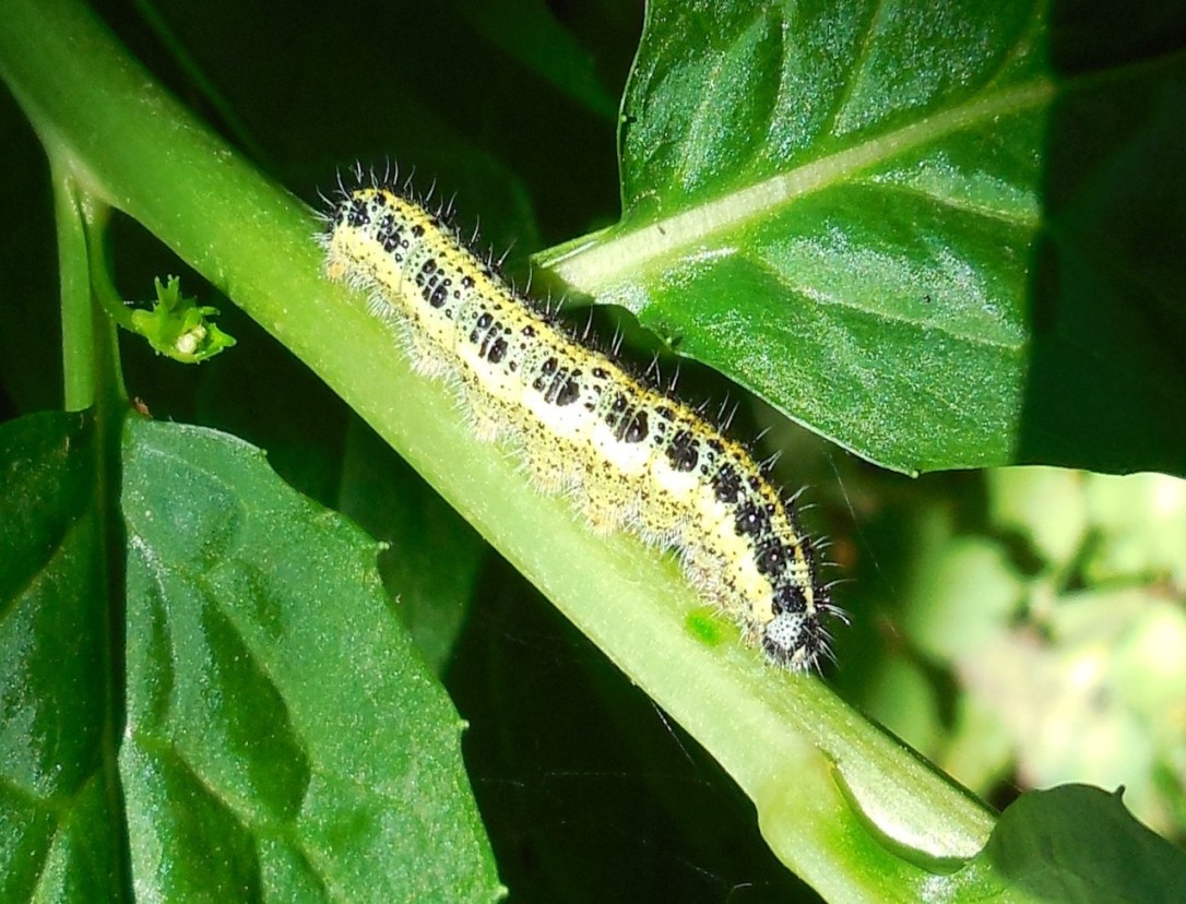 larva di lepidottero da determinare 30ago - Pieris brassicae, Pieridae