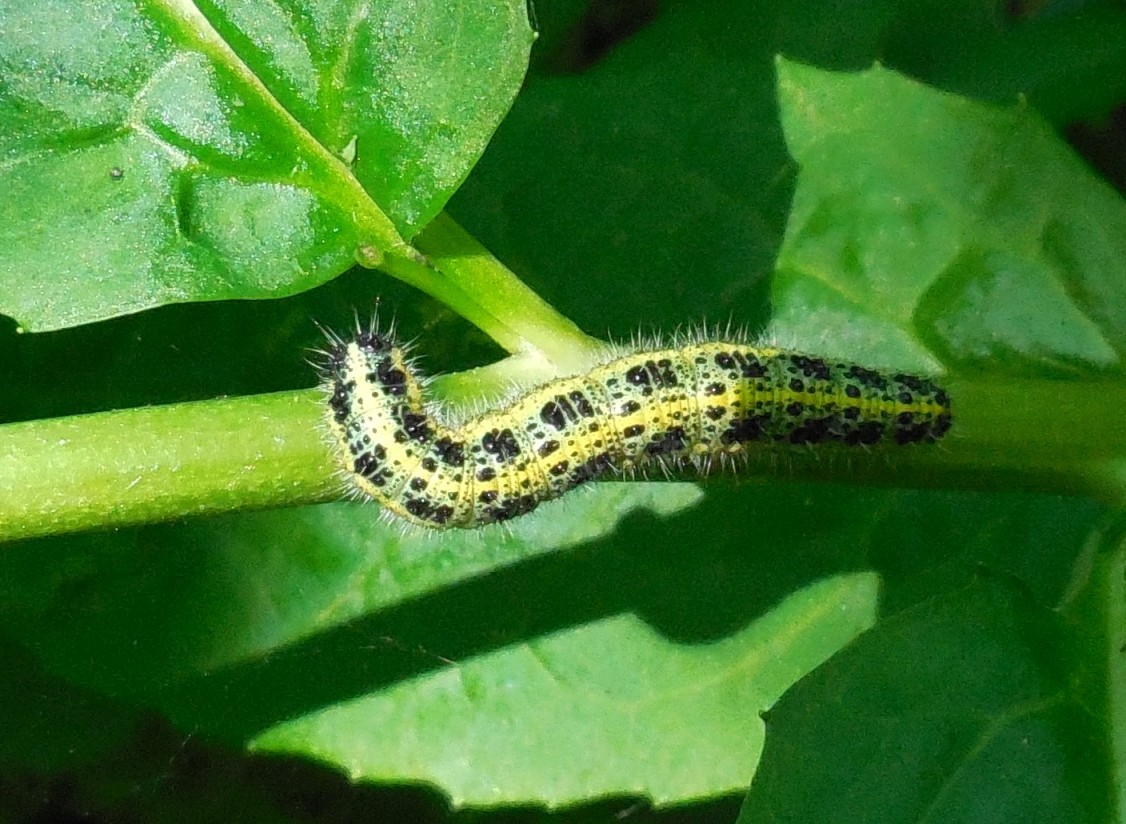 larva di lepidottero da determinare 30ago - Pieris brassicae, Pieridae