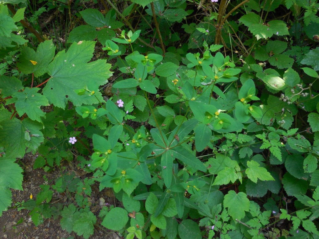 pianta da determinare 30ago - Euphorbia sp.