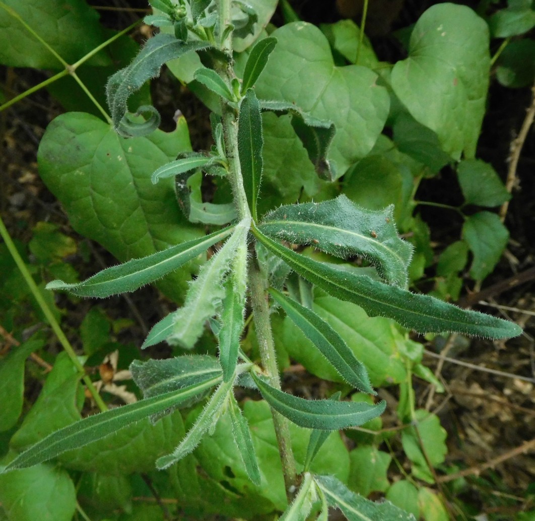 Asteracea - Picris hieracioides