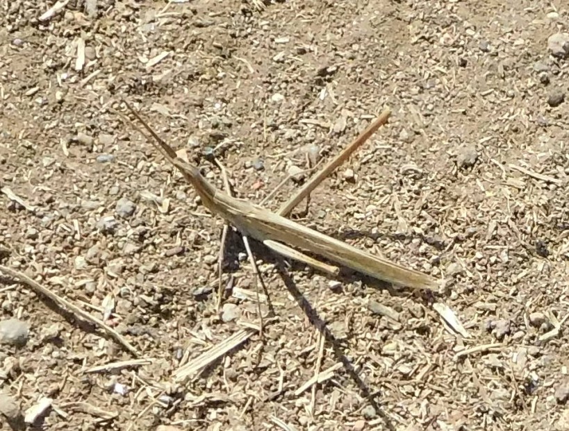 Acrididae: cfr. Acrida ungarica mediterranea