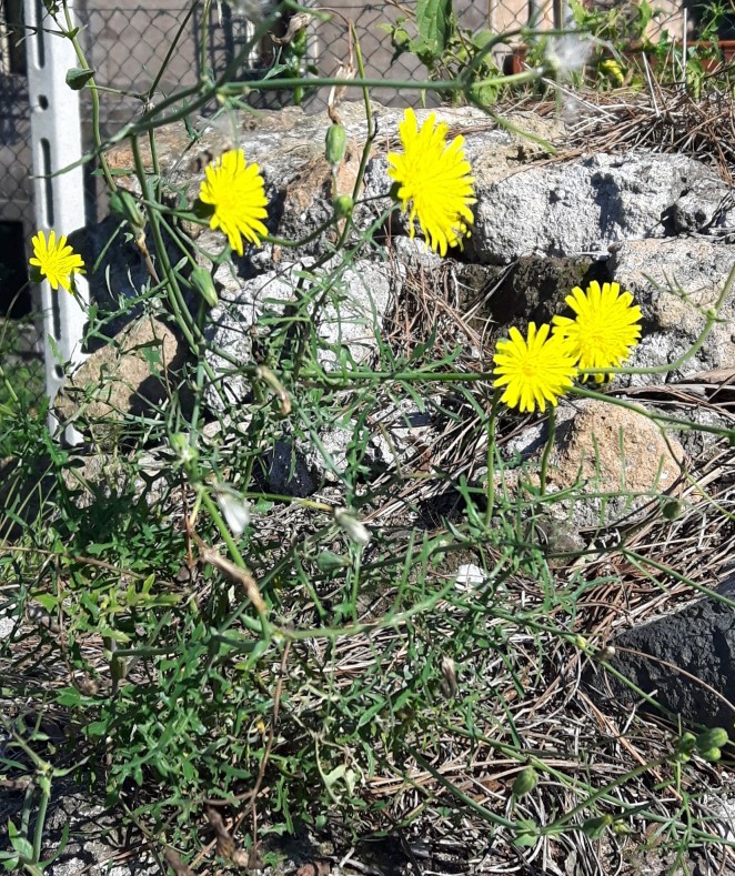 Asteraceae:  Sonchus tenerrimus