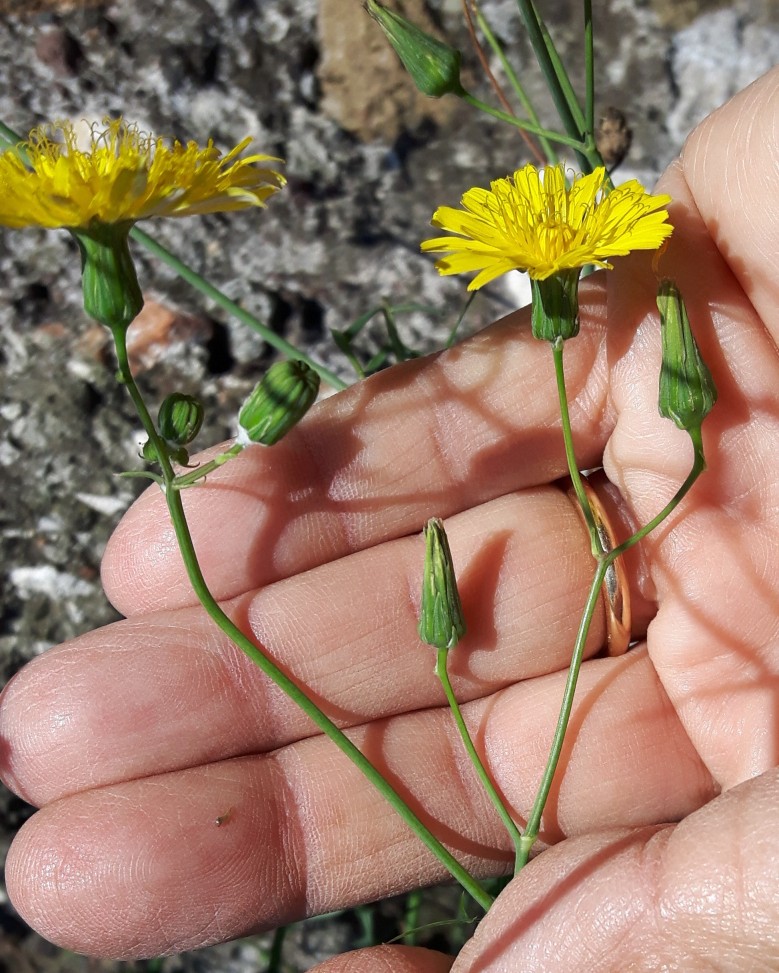 Asteraceae:  Sonchus tenerrimus