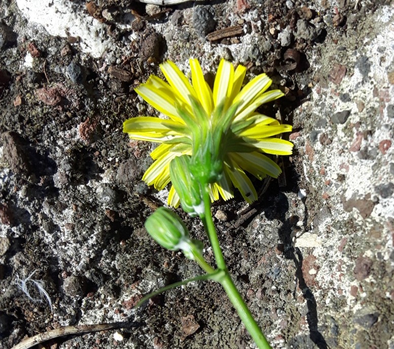 Asteraceae:  Sonchus tenerrimus