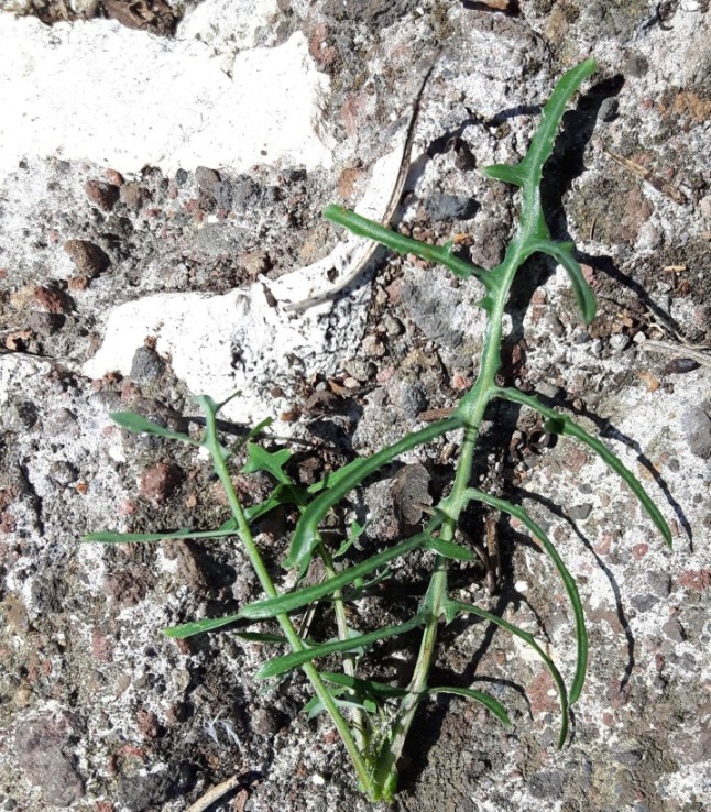 Asteraceae:  Sonchus tenerrimus