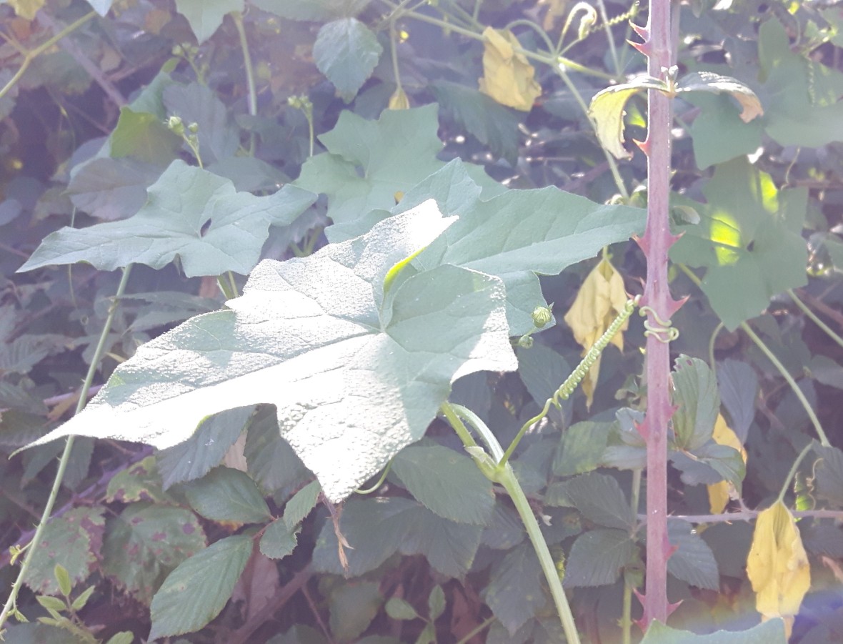 Bryonia dioica (Cucurbitaceae)