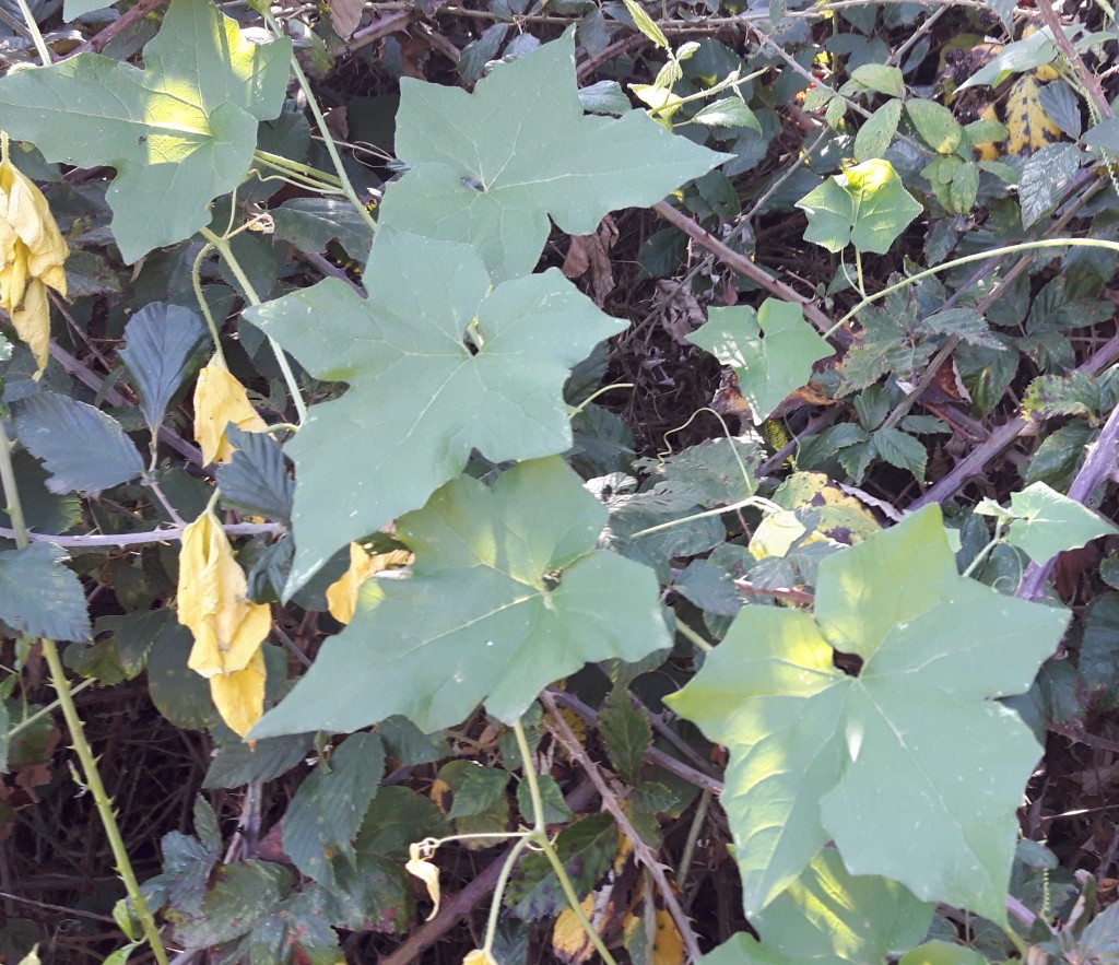 Bryonia dioica (Cucurbitaceae)