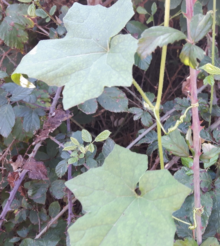 Bryonia dioica (Cucurbitaceae)