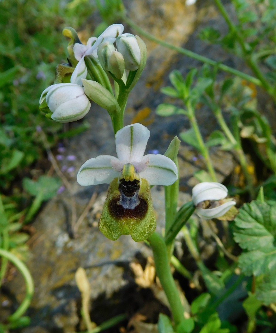 Ophrys tenthredinifera