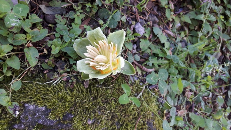 Liriodendron tulipifera (Magnoliaceae)