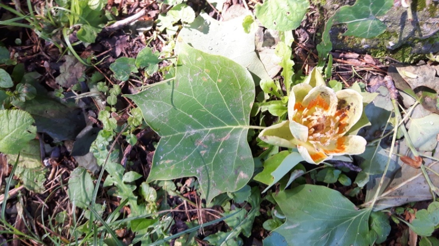 Liriodendron tulipifera (Magnoliaceae)