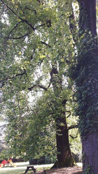 Liriodendron tulipifera (Magnoliaceae)