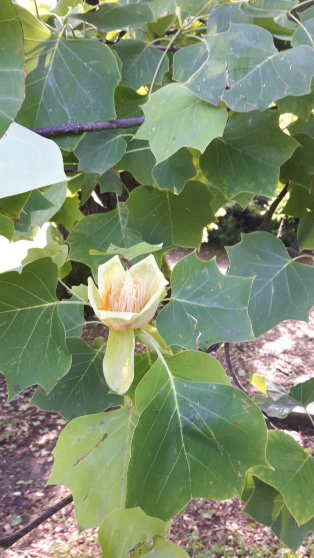 Liriodendron tulipifera (Magnoliaceae)