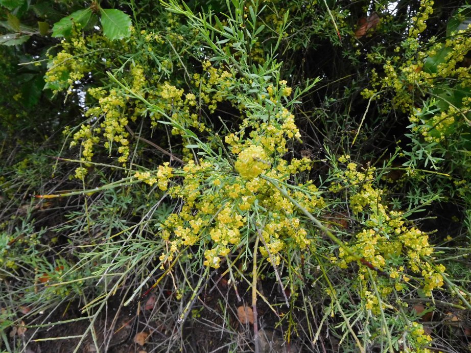 Osyris alba (Santalaceae)