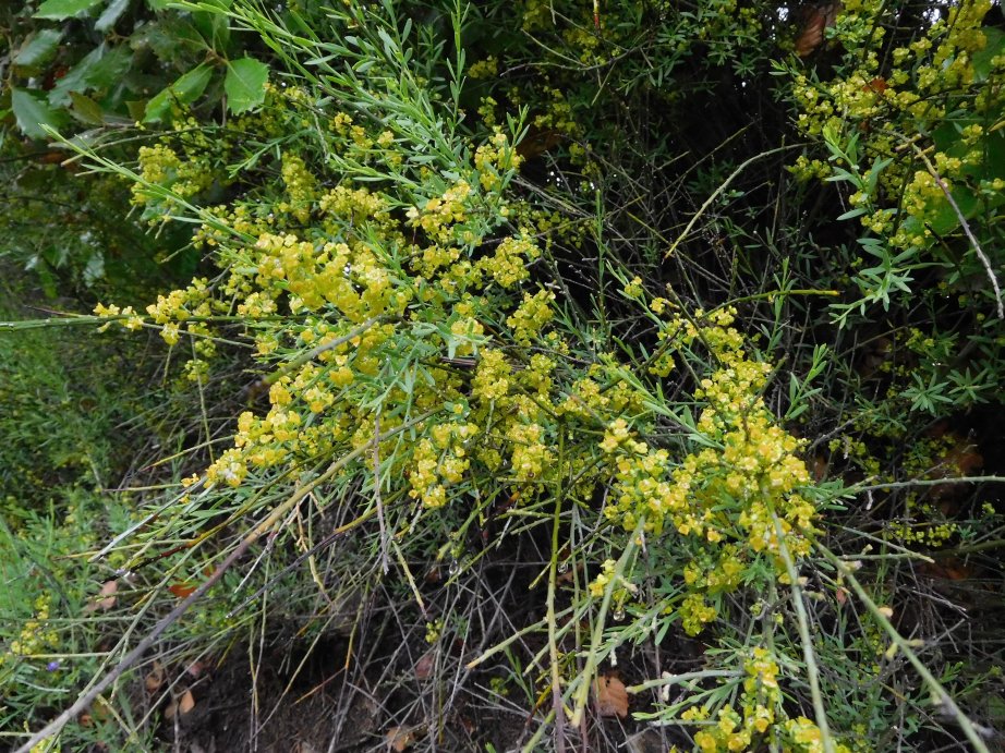 Osyris alba (Santalaceae)