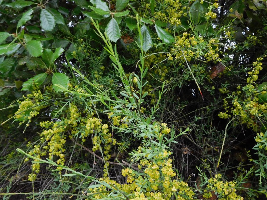 Osyris alba (Santalaceae)