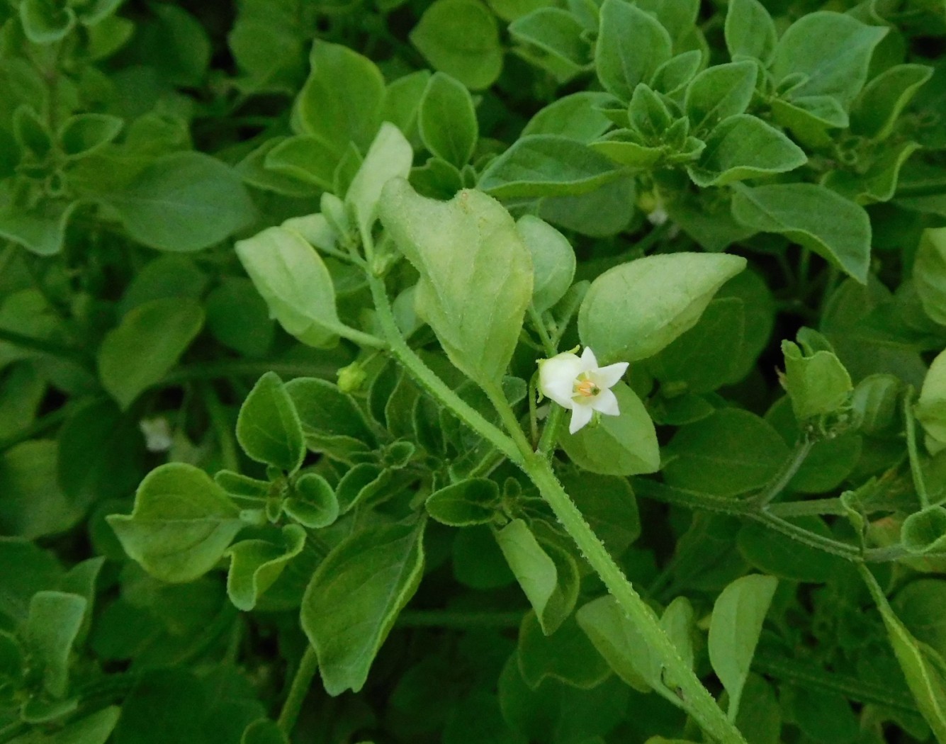 Salpichroa origanifolia  (Solanaceae)