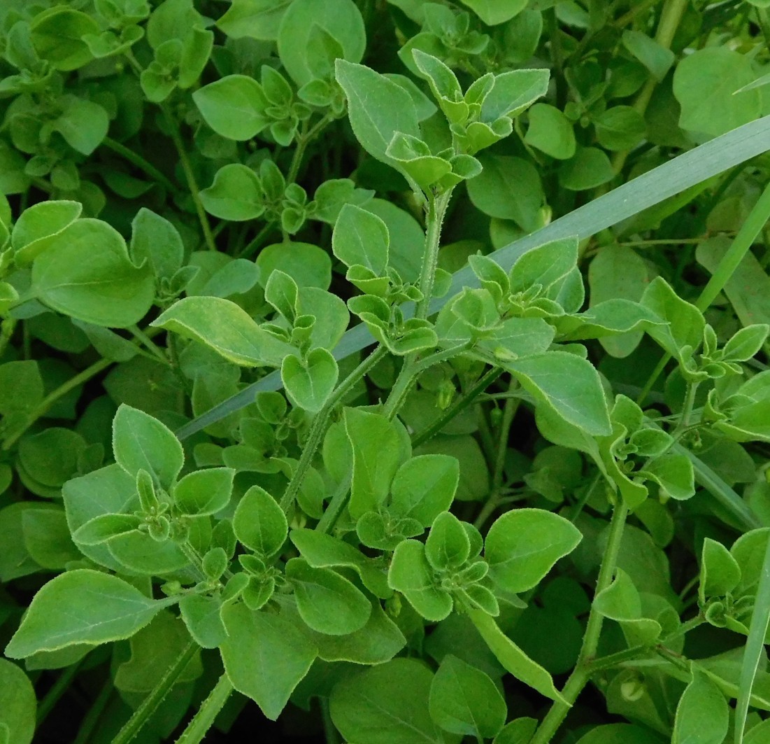 Salpichroa origanifolia  (Solanaceae)