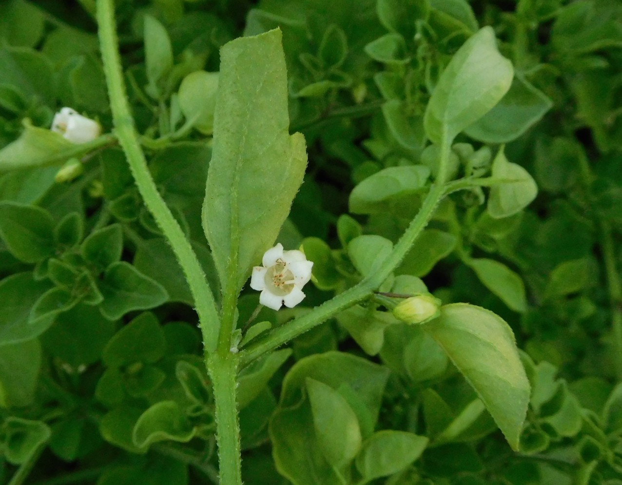 Salpichroa origanifolia  (Solanaceae)