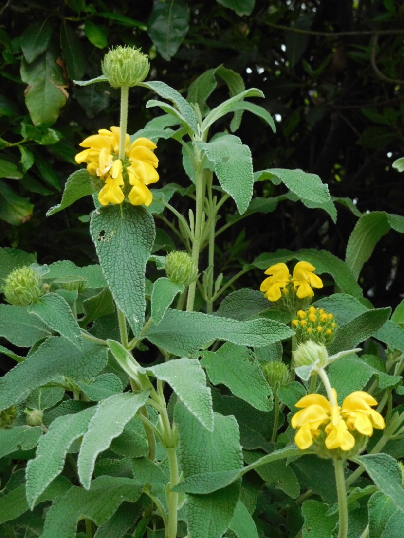 Phlomis fruticosa  - Salvione giallo (Lamiaceae)