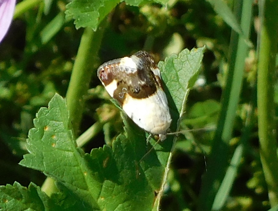 Acontia lucida (Noctuidae)