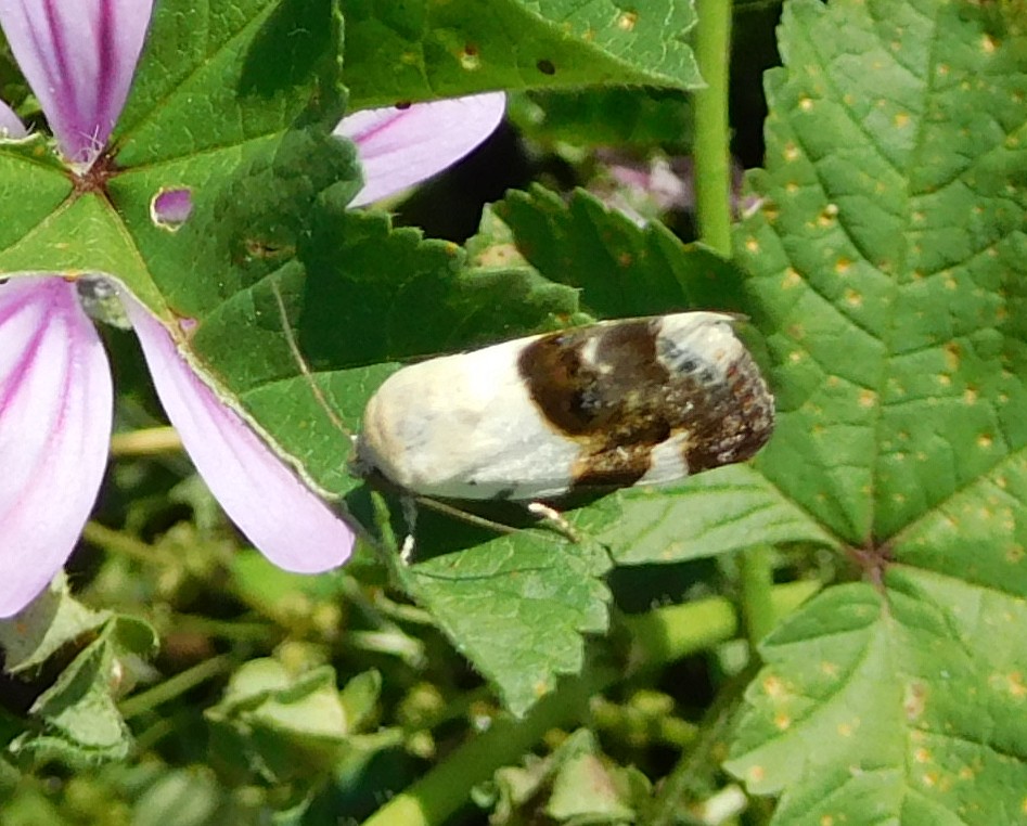 Acontia lucida (Noctuidae)