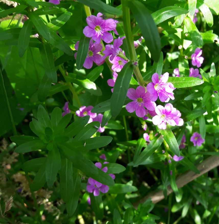 Lythrum junceum (Lythraceae)