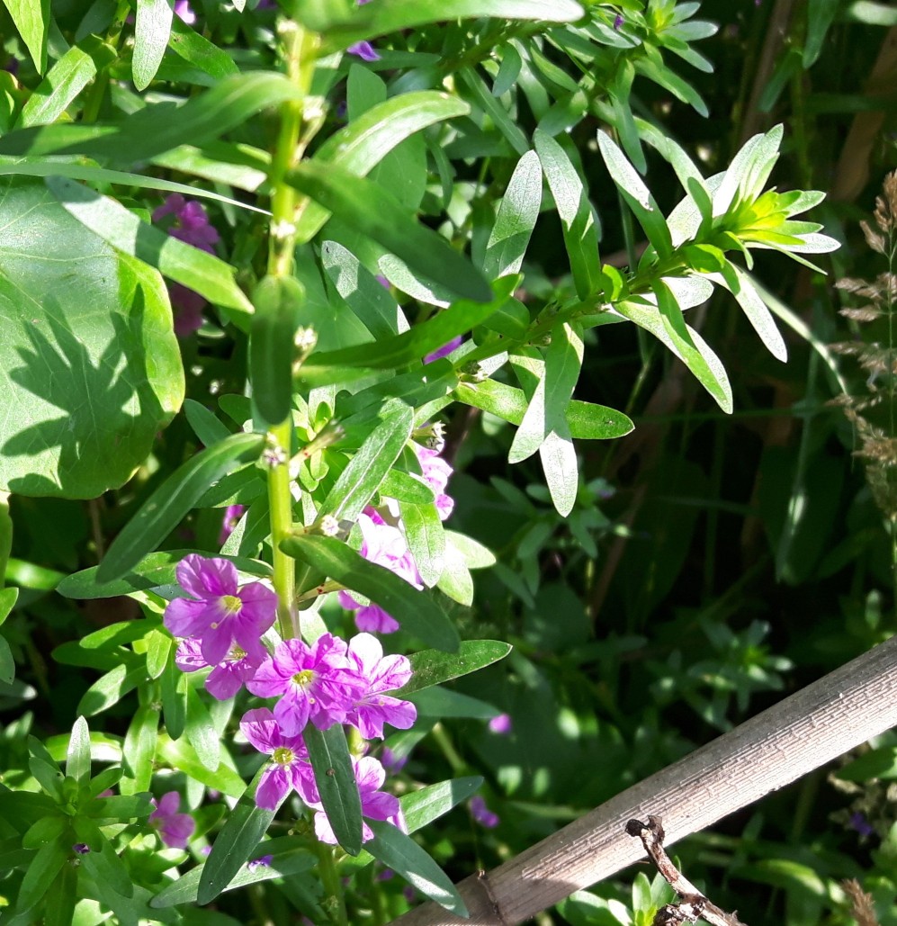 Lythrum junceum (Lythraceae)