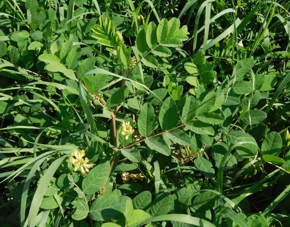 Astragalus glycyphyllos