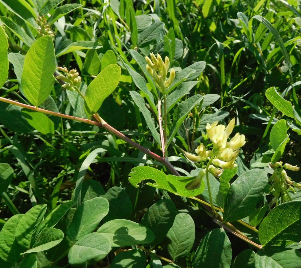 Astragalus glycyphyllos