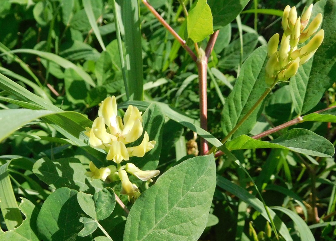 Astragalus glycyphyllos