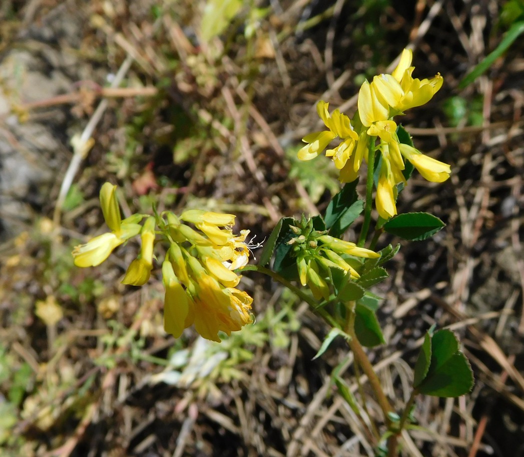 Trigonella esculenta / Fieno greco cornicolato