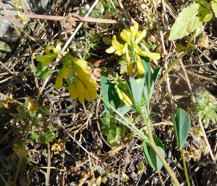 Trigonella esculenta / Fieno greco cornicolato