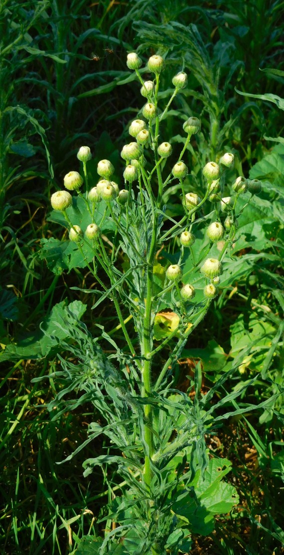 Erigeron bonariensis