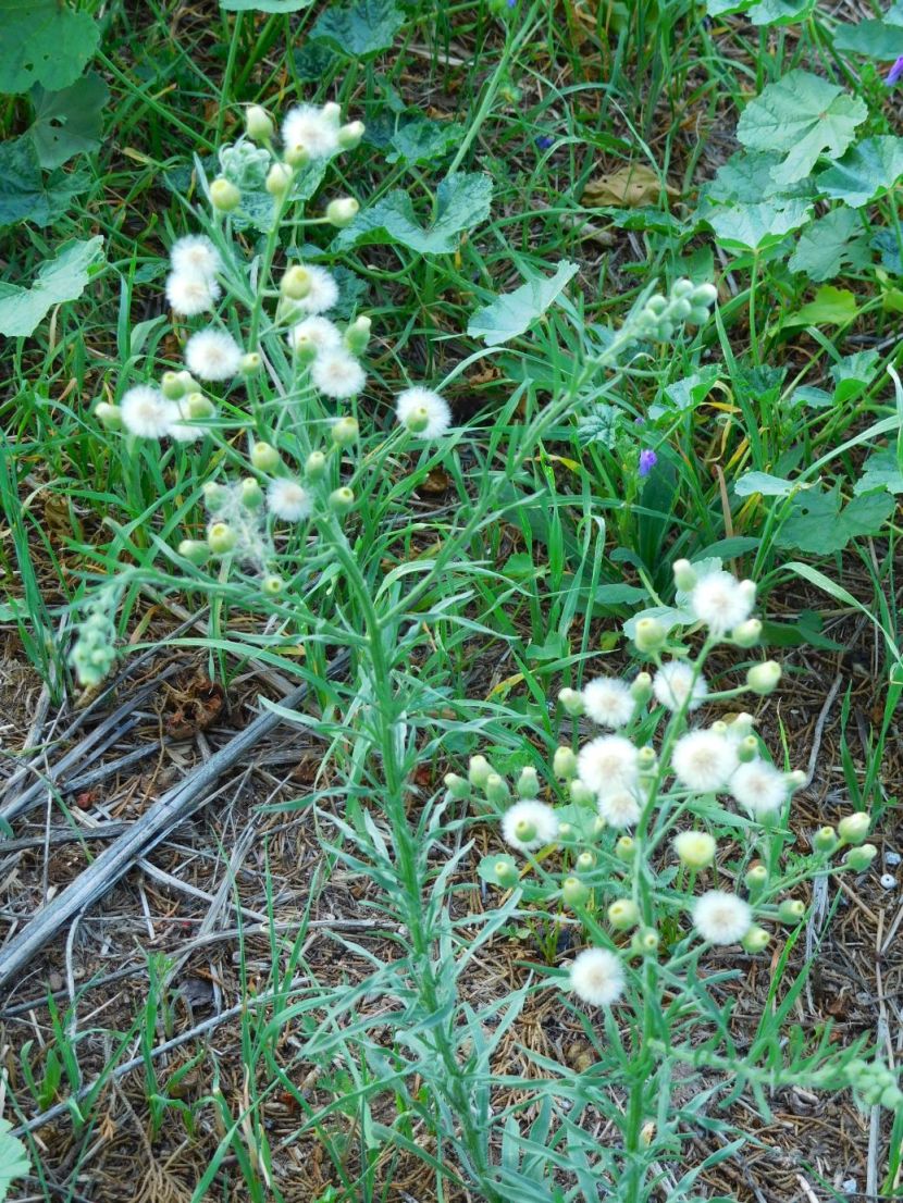 Erigeron bonariensis