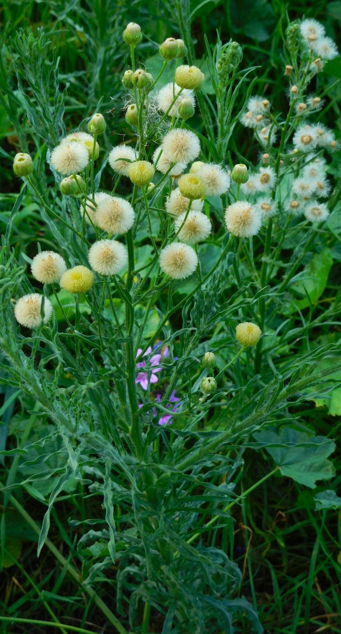 Erigeron bonariensis