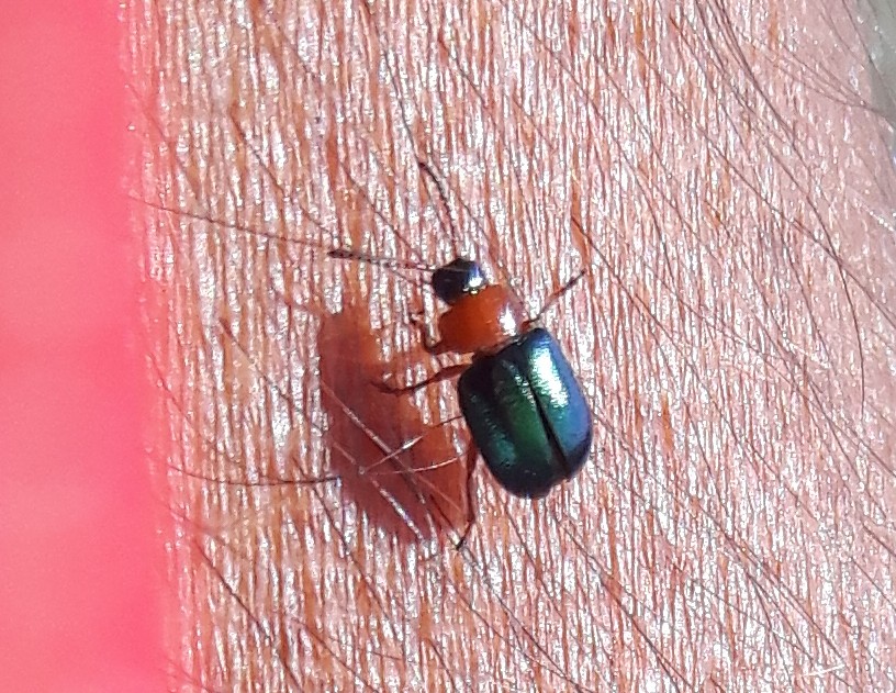 Chrysomelidae: Gastrophysa polygoni