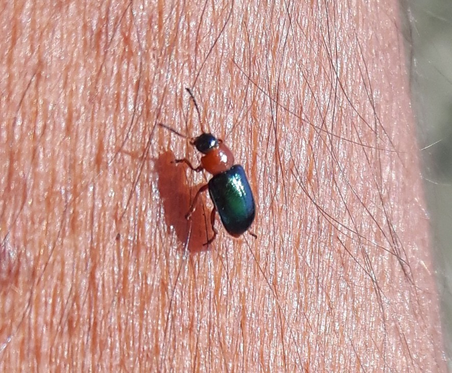 Chrysomelidae: Gastrophysa polygoni