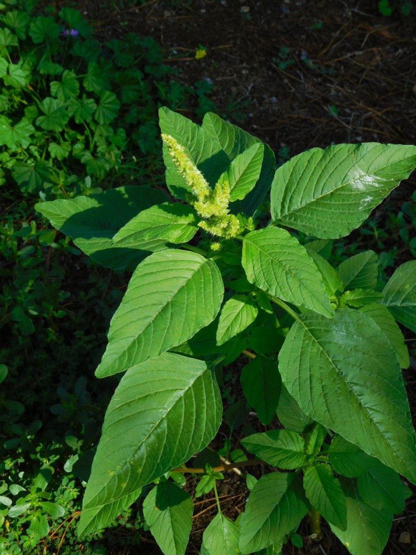 Amaranthus sp.