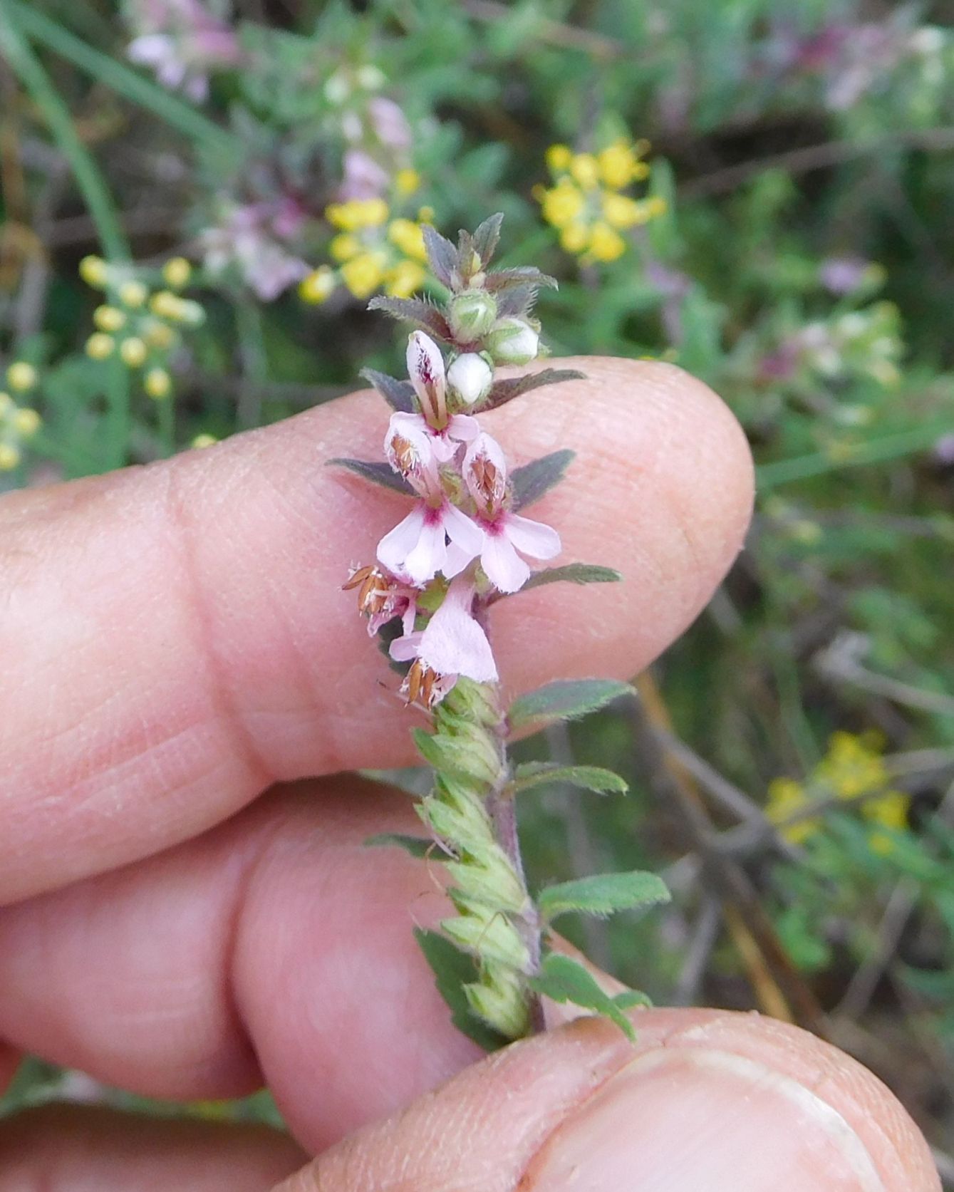 Odontites vernus