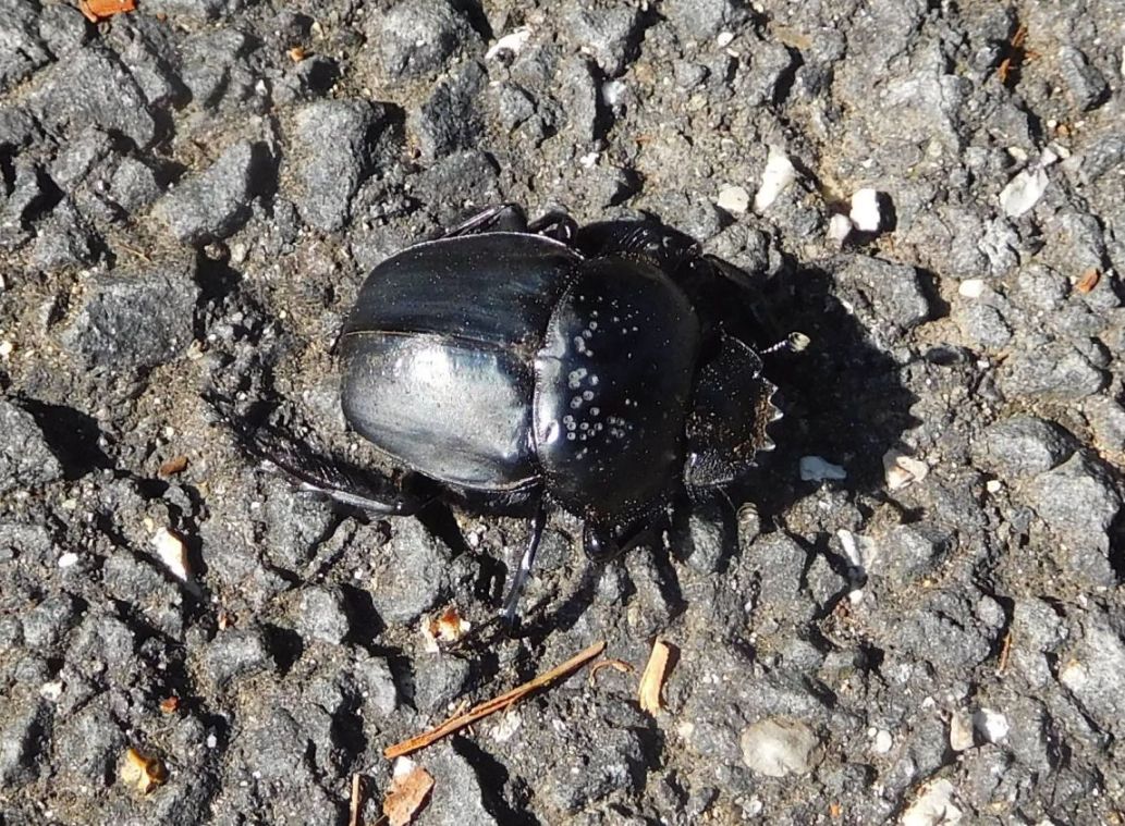Scarabaeidae: Scarabaeus (= Ateuchetus) semipunctatus