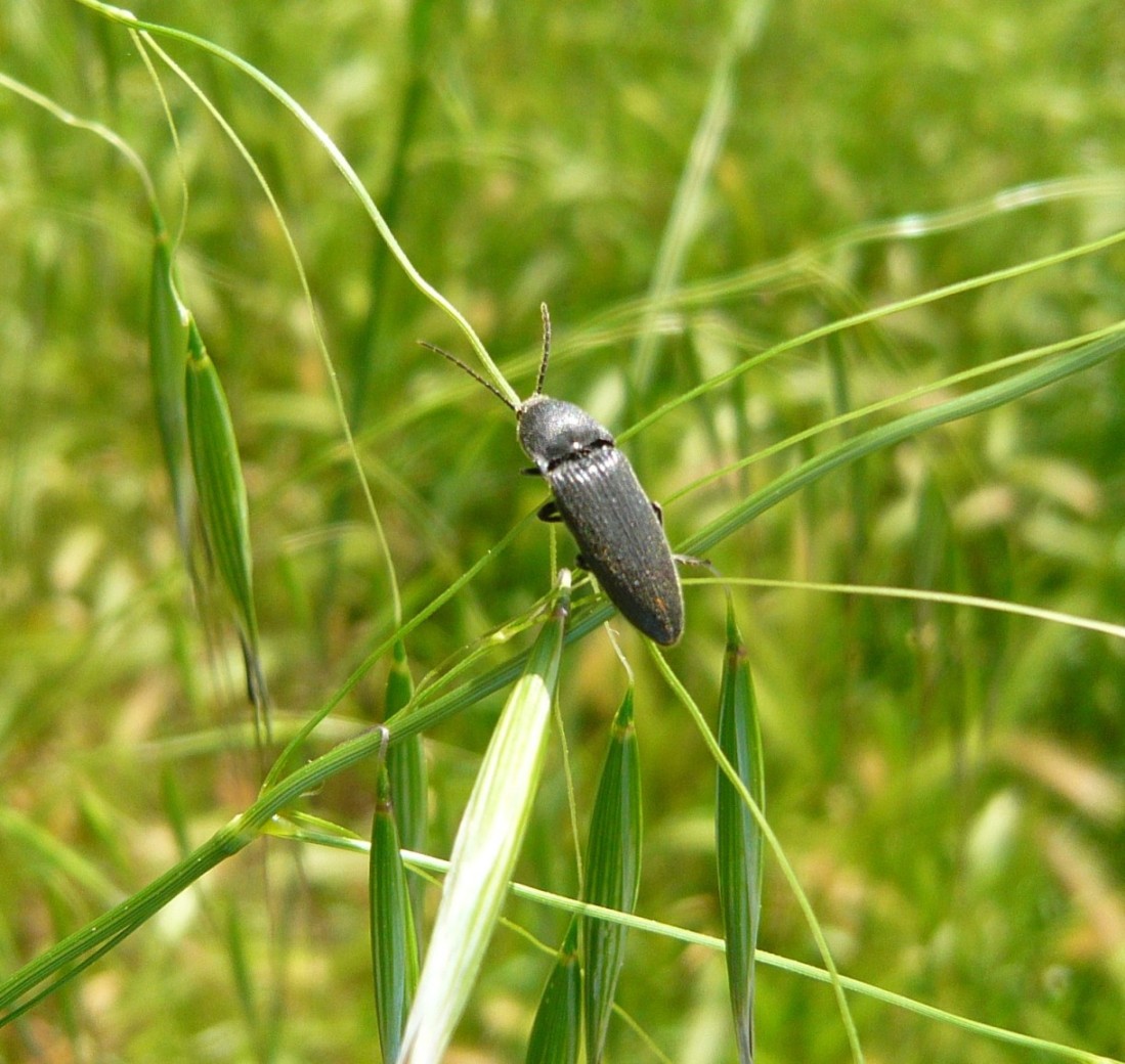 Elateridae: cfr. Cidnopus sp.