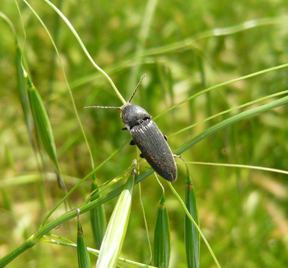 Elateridae: cfr. Cidnopus sp.