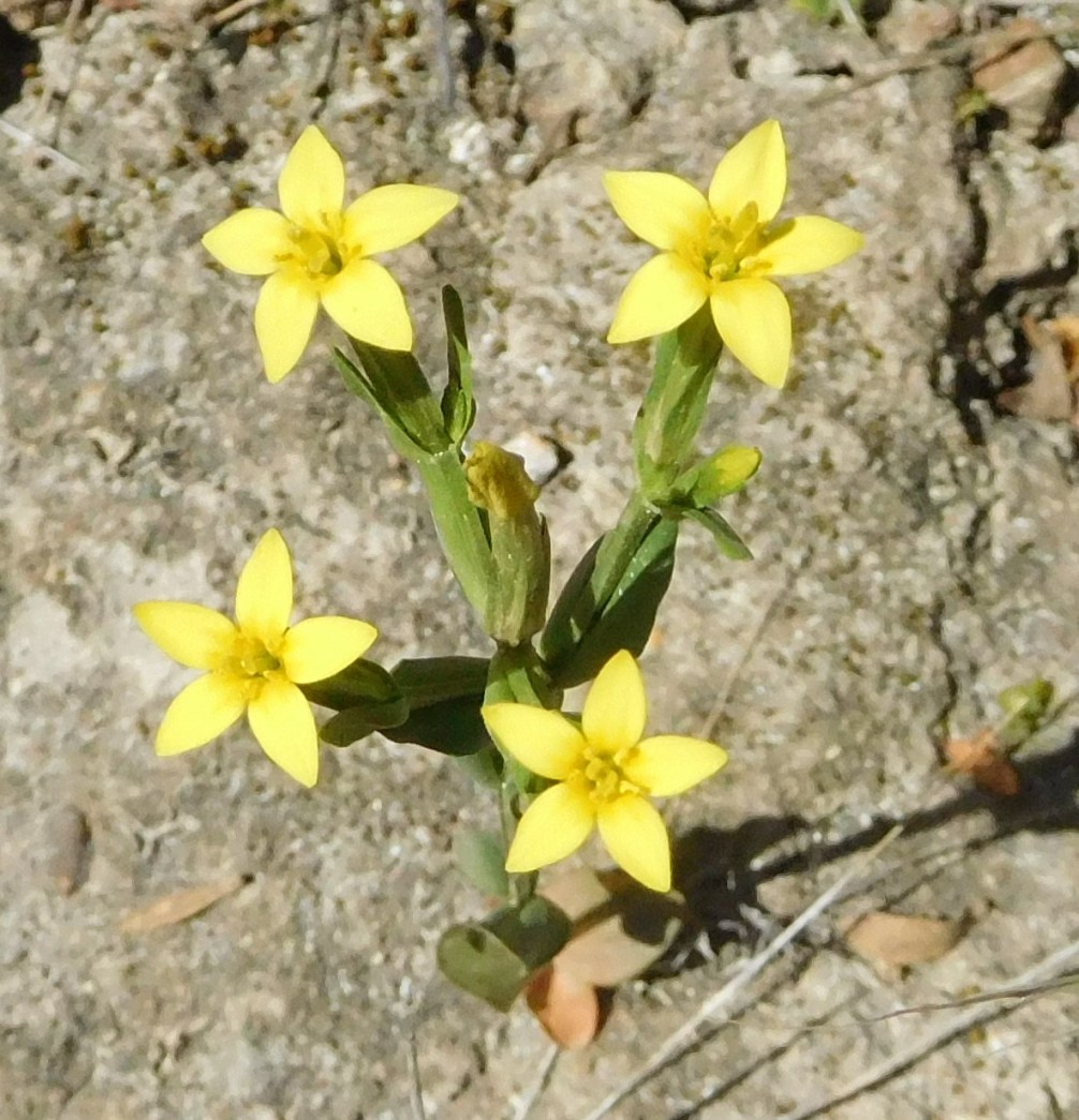 Centaurium maritimum (Gentianaceae)