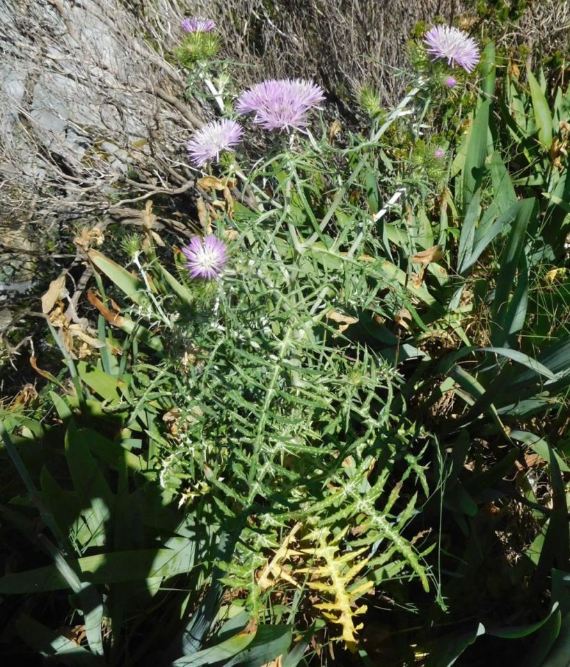 Galactites tomentosus (=Galactites tomentosa)