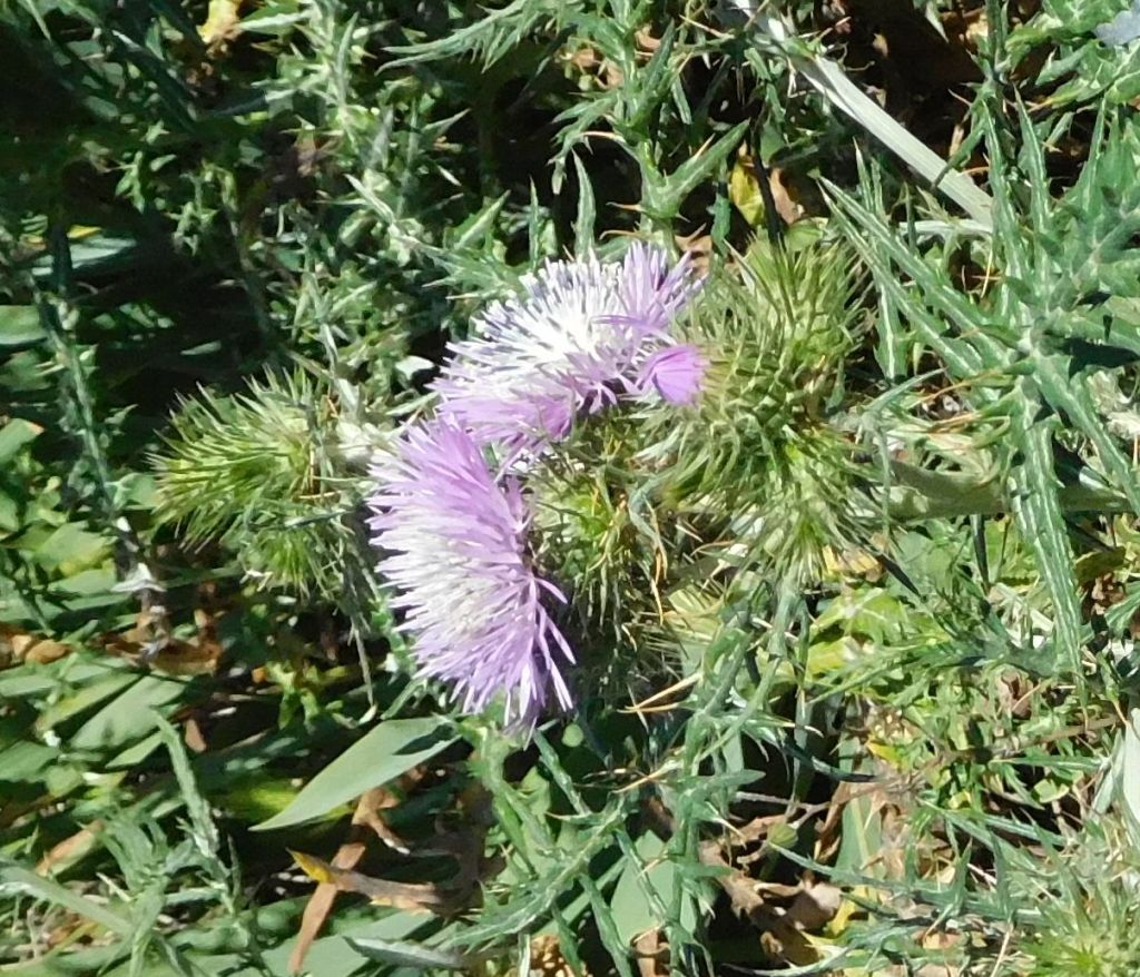 Galactites tomentosus (=Galactites tomentosa)