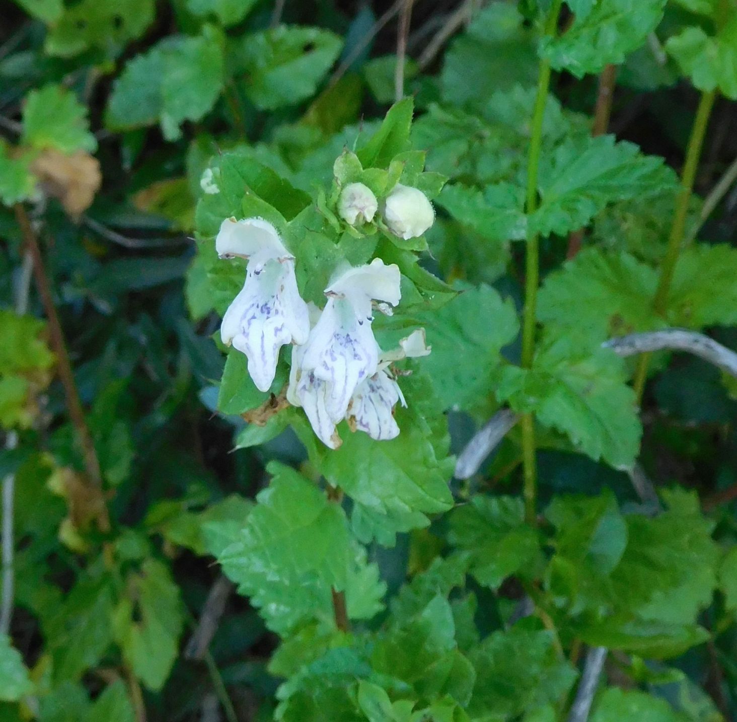 Stachys major (Prasium majus)