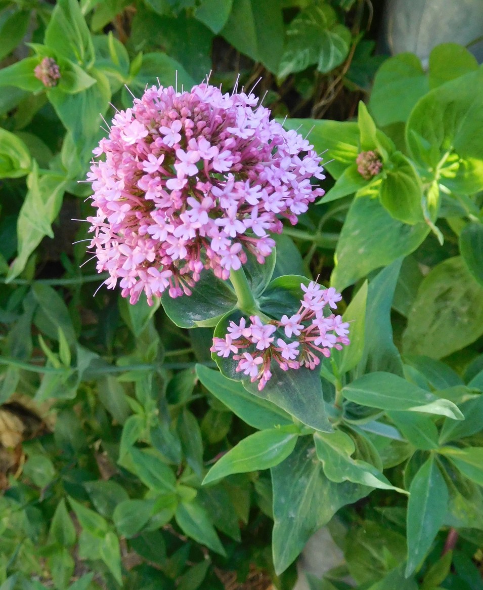 Centranthus ruber