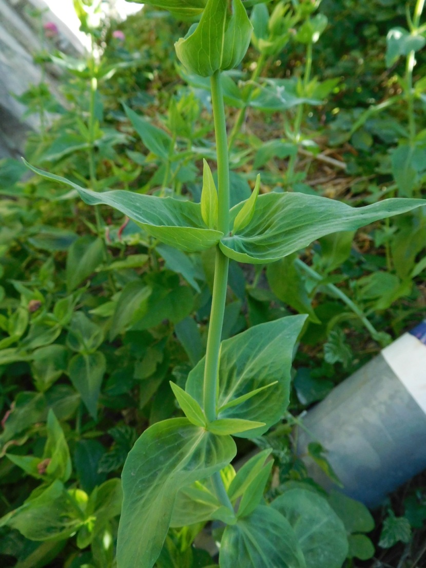 Centranthus ruber