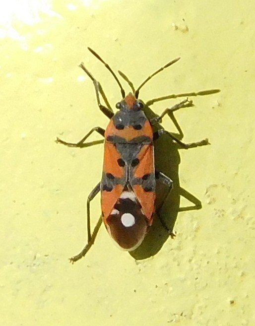 Lygaeidae: Lygaeus equestris